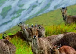 Eravikulam National Park