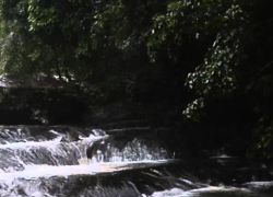 Palaruvi Waterfalls in Kollam