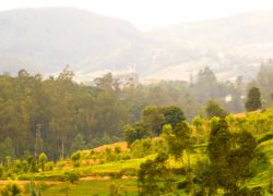 Nilgiri Hills