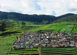 Ooty Hills