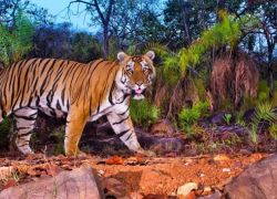 Nagarjunasagar Wildlife Sanctuary in Nagarjunakonda