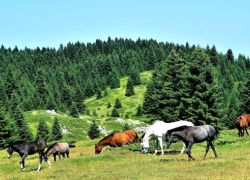 Dibru Saikhowa National Park in Tinsukia