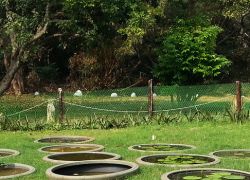 Mahim Nature Park in Mumbai