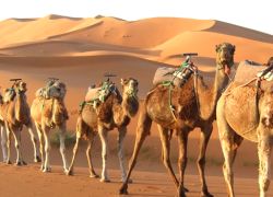 Camel Safari In Jodhpur