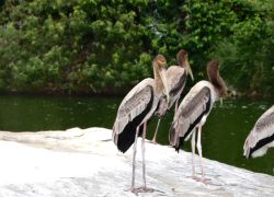 Ranganathittu Bird Sanctuary in Srirangapatna