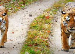 Kanha National Park in Mandla