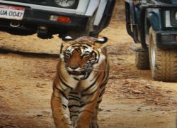 Jeep Safari in Ranthambore in Ranthambore