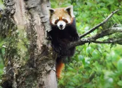 Neora Valley National Park