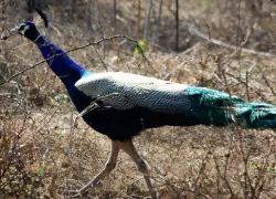 Keoladeo Ghana Bird Sanctuary in Bharatpur