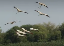 Nandur Madhmeshwar Bird Sanctuary in Nashik