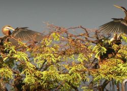 Kumarakom Bird Sanctuary in Kumarakom