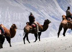 Camel Safari In Ladakh in Leh Ladakh