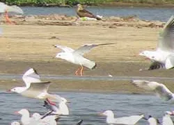 Kadalundi Bird Sanctuary in Kozhikode Calicut