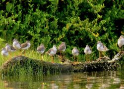 Kadalundi Bird Sanctuary in Kozhikode Calicut