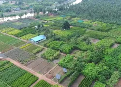 Kadiyapulanka in Rajahmundry