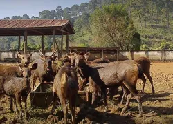 Manipur Zoological Garden in Imphal