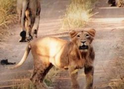 Palamau Tiger Reserve in Chotanagpur Plateau