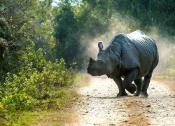 Orang National Park in Tezpur