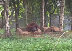 Nandankanan Zoological Park