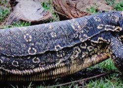 Gugamal National Park in Amarvati
