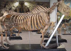 Zoological Museum in Jaunpur
