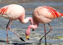 Pulicat Lake in Nellore