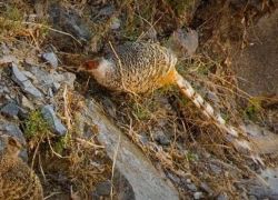 Majathal Sanctuary in Solan