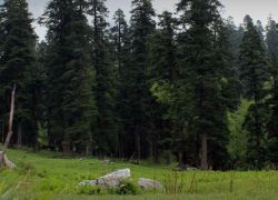 Govind Wildlife Sanctuary in Garhwal