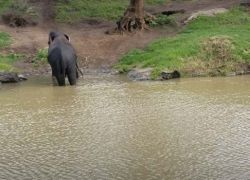 Mudumalai Sanctuary in Nilgiris