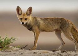 Kutch Desert Wild Life Sanctuary in Kutch