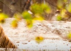 Nagzira Wildlife Sanctuary