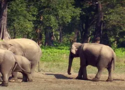 Jaldapara Wildlife Sanctuary in Jalpaiguri