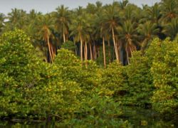 Tawi Wildlife Sanctuary in Aizawl