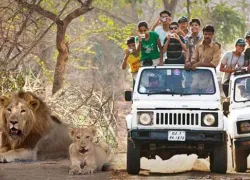 Jeep Safari in Junagadh in Junagadh