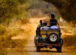 Jeep Safaris in Sariska Wildlife Sanctuary in Sariska