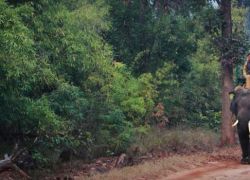 Elephant Safari in Bandhavgarh in Umaria