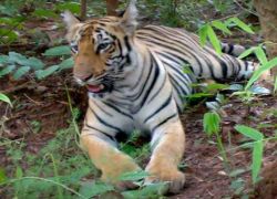 Wan Sanctuaries in Amarvati