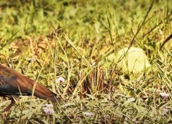 Kanwar Sanctuary in Kullu