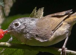 Mahananda Weir Wildlife Sanctuary in Siliguri