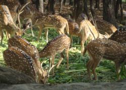 Malsi Deer Park