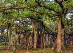 Thimmamma Marrimanu in Anantapur