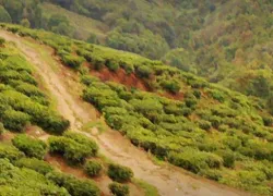 Happy Valley Tea Gardens in Darjeeling
