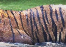 Allen Forest Zoo in Kanpur