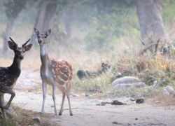 Benog Wildlife Sanctuary in Mussoorie