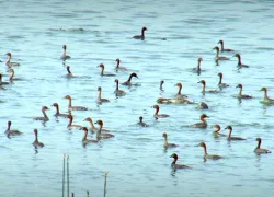 Singanallur Lake in Coimbatore