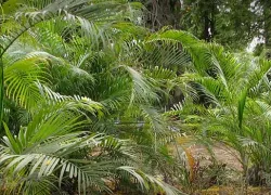 TNAU Botanical Garden in Coimbatore