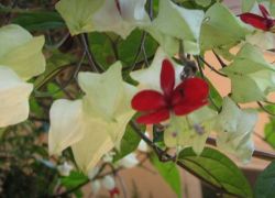 Abraham's Spice Gardens in Thekkady