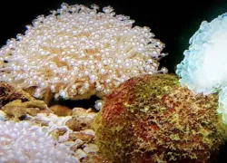 Vizhinjam Marine Aquarium in Kovalam