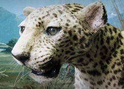 Bengal Natural History Museum in Darjeeling