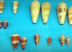 India Seashell Museum in Mahabalipuram